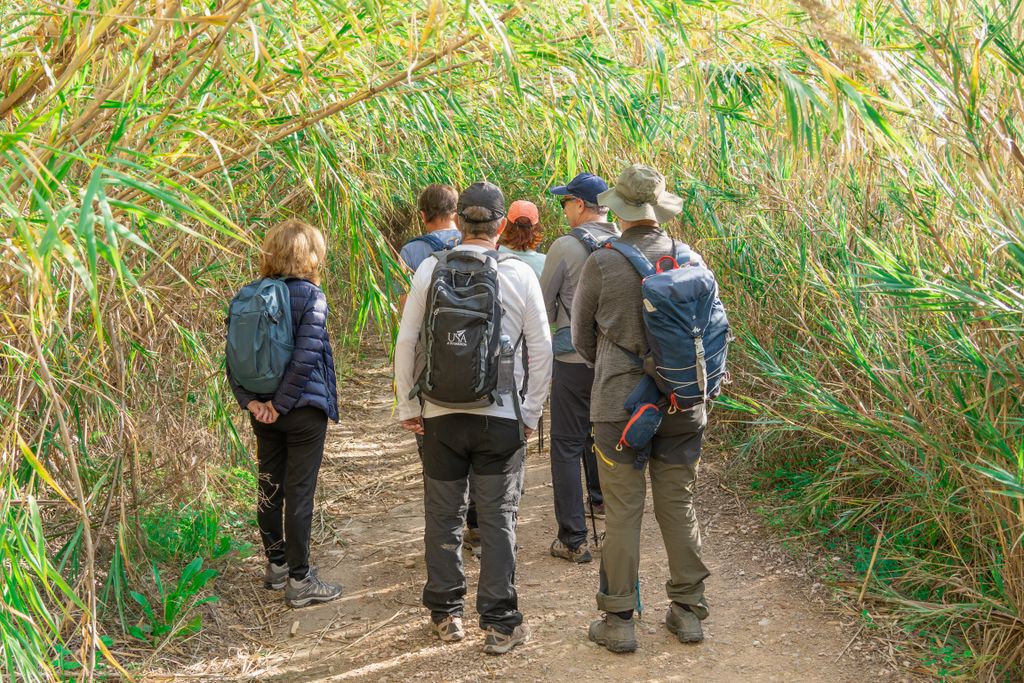 A group of diverse adults hiking along a narrow, lush forest path on a sunny day.
