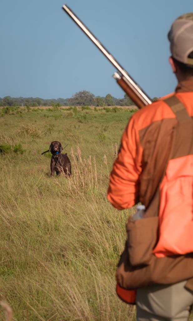 A hunter with a shotgun looks at a dog in a grassy field ready for action.