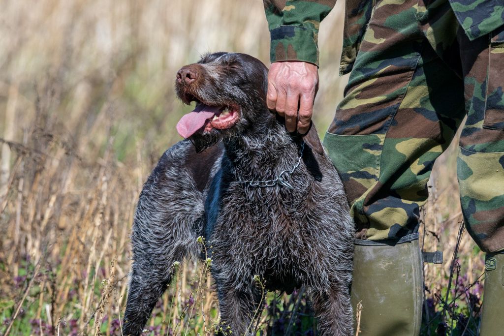 A soldier with a German Wirehaired Pointer dog in a sunny field.